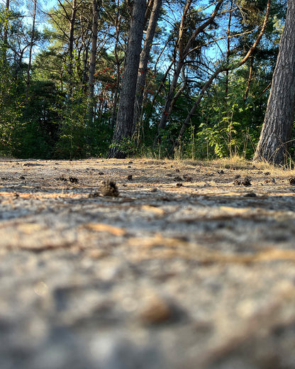 Center Parcs De Vossemeren
