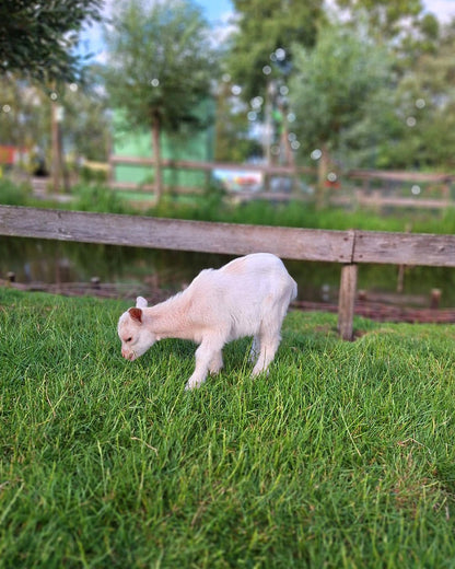 Avonturenboerderij Molenwaard | Happlify feel good webshop gids
