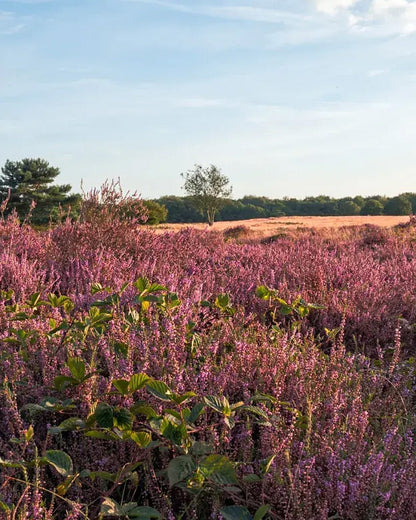 Gooise Heide Glamping | Happlify happy place & webshop gids