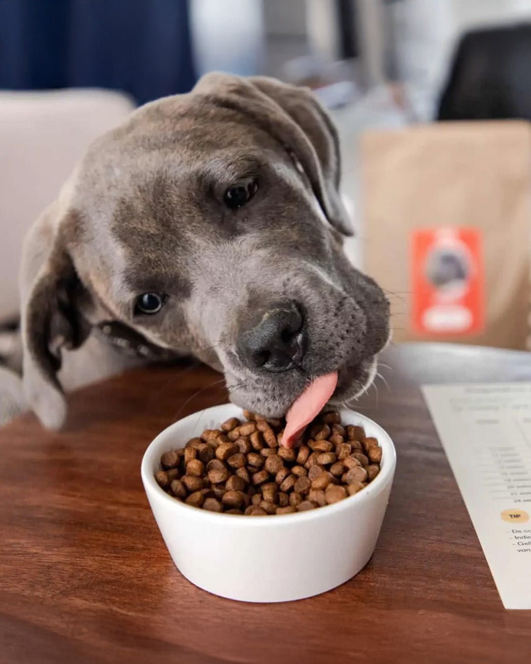 Just Russel | Happlify happy place & webshop gids