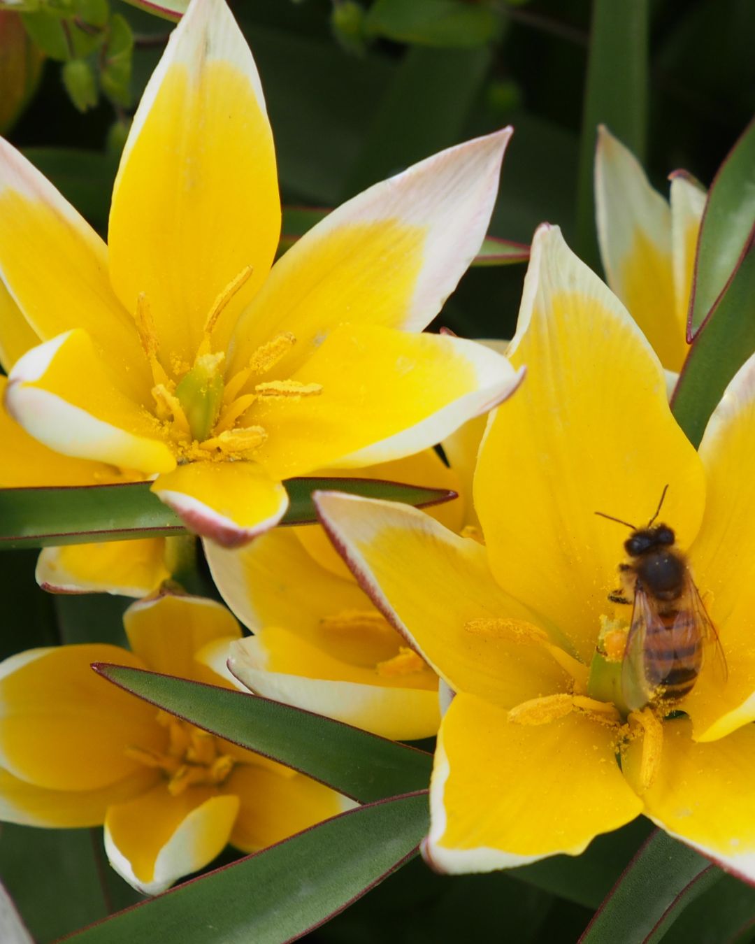 Moestuinieren met Kinderen | Happlify feel good webshop gids